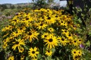 Rauer Sonnenhut - Rudbeckia hirta * 1122 x 744 * (439KB)